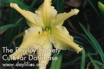 Daylily Mynelle's Starfish